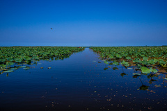 آغاز شکفتن نیلوفرهای آبی تالاب انزلی 